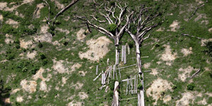 Abgeholzte Bäume liegen auf einer grünen Fläche