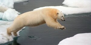 Ein Eisbär hüpft von einem Eisstück auf ein anderes