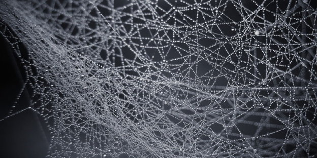 Ein komplexes Spinnennetz voller Tautropfen
