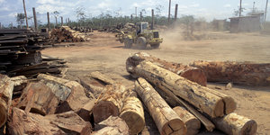 Ein Bulldozer vor gefällten Baumstämmen