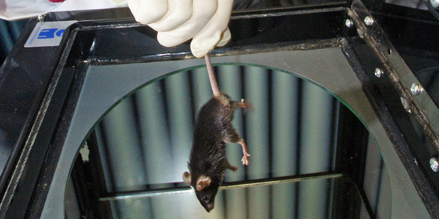 Eine Hand in Gummihandschuh hält eine Maus am Schwanz