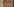 Portrait Van der Bellen