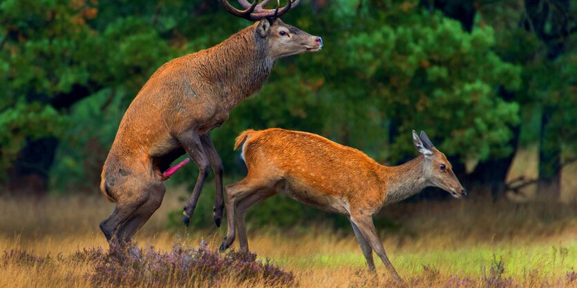 Ein Hirsch bespringt ein Reh