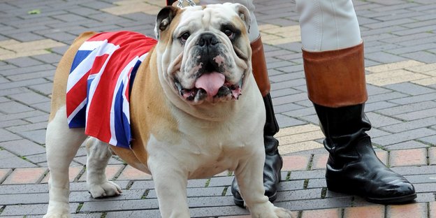 Eine Dogge, die den Union Jack umgelegt hat.