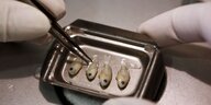 Ein Wissenschaftler untersucht winzige Fische im Labor