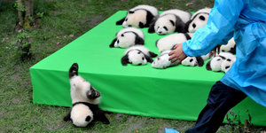 Ein Pandababy ist von einer Matte mit vielen Pandababys gefallen