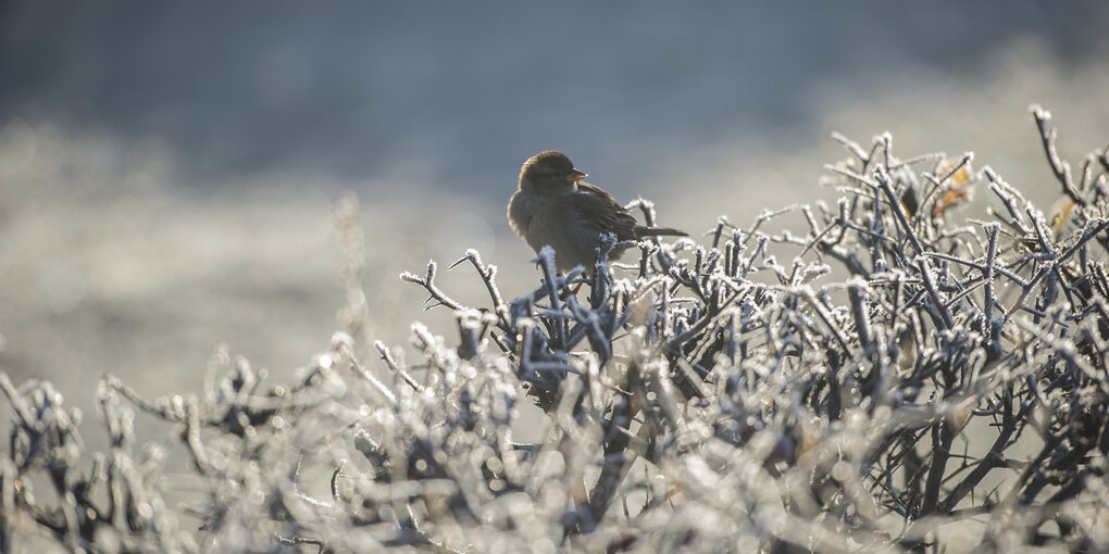 Ein Spatz auf einem vereisten Busch