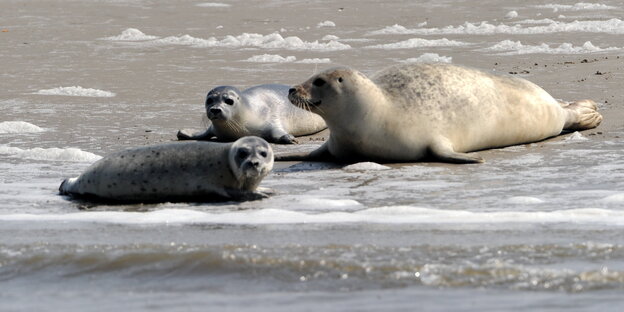 Drei Robben liegen im Sand