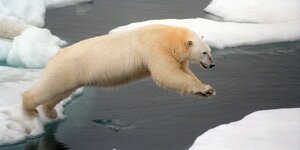 Ein Eisbär springt von einer Eisscholle auf eine andere