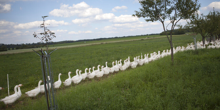 Eine Reihe Gänse watschelt über eine Wiese