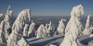 Verschneite Bäume unter blauem Himmel