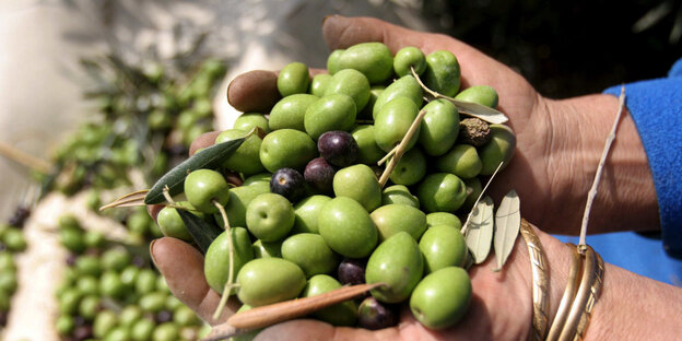 Zwei zu einer Schale geformte Hände halten einige Oliven