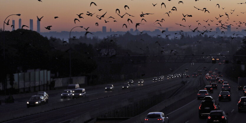 Autos auf einer Straße und Vögel vor Himmel