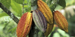 Kakaofrüchte hängen an einem Baum