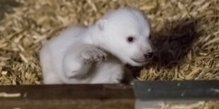 Das noch namenlose Eisbärbaby im Alter von sieben Wochen