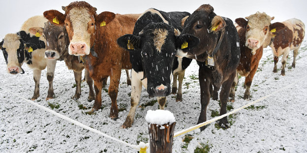 Eine Herde von Kühen steht in einer Ecke einer Weide zusammen. Es schneit
