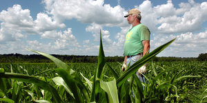 Ein Bauer in grünem T-Shirt steht in seinem saftig-grünen Maisfeld