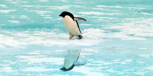 Ein Pinguin auf einer Eisscholle