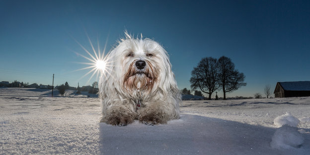 Ein kleiner weißer Hund im Schnee, der verwegen dreinblickt