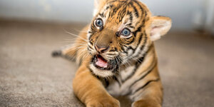 Tigerbaby Berisi im Zoo in Tampa, Florida