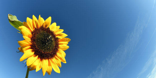 Eine Sonnenblume vor blauem Himmel