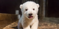 Ein Eisbärbaby blickt in die Kamera
