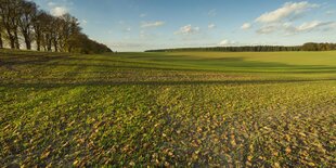 Acker mit langen Schatten einer Baumreihe