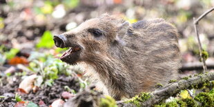 Ein Frischling im Wald