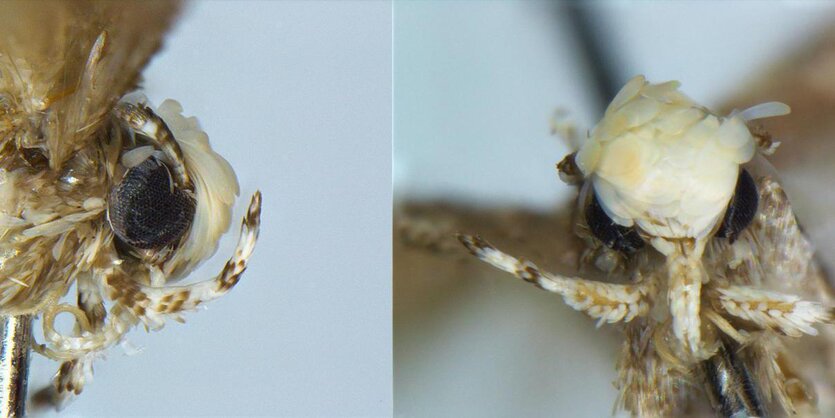 Eine Motte der Art Neopalpa donaldtrumpi mit ihrer charakteristischen Frisur im Profil und von vorne.