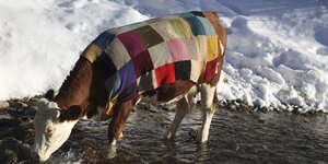 Kuh trägt Wolldecke in einer Schneelandschaft