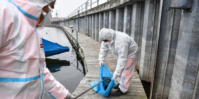 Männer in Schutzanzügen sammeln eine tote Ente ein