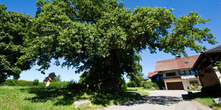 Ein Haus und ein Baum in Neuenstein