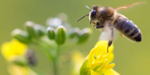 Eine Biene an einer Rapsblüte