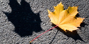 Ein Ahornblatt wirft Schatten auf den Boden