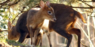 Zwei Kleinhirsche im Gehege des Zoos Hannover