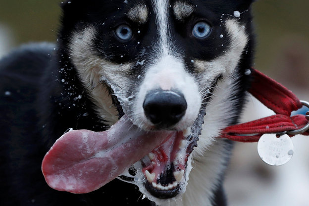 Ein Husky mit wehender Zunge und aufgerissener Schnauze