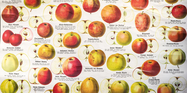 Plakat mit alten Apfelsorten