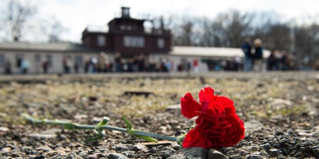 Eine rote Nelke liegt auf der Erde vor dem Eingangstor zum ehemligen KZ Bunchenwald