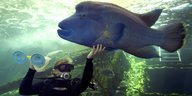 Unter Wasser berührt ein Taucher einen großen Fisch