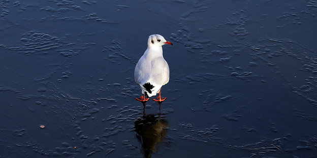 Weißer Vogel auf zugefrorenem See