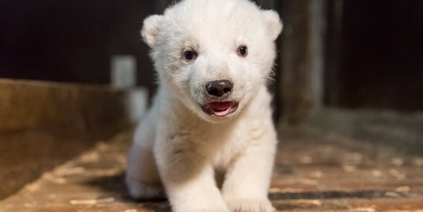 Eisbärbaby aus Berliner Tierpark