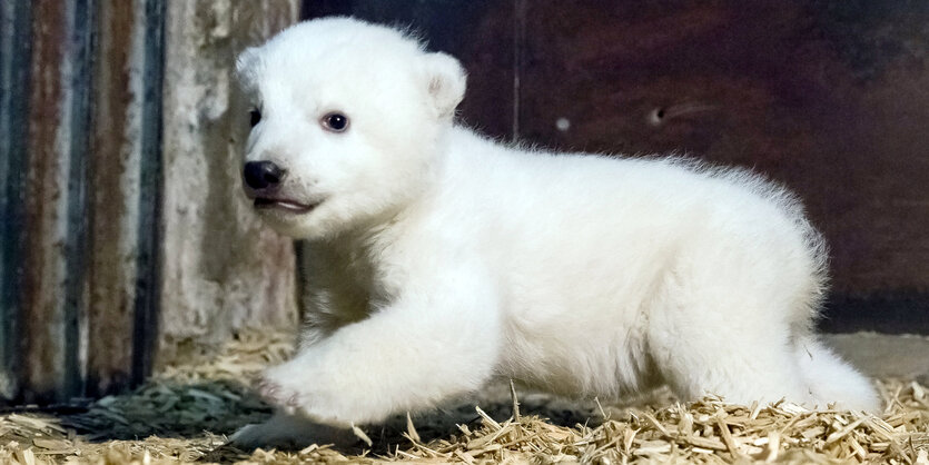 Ein Eisbärbaby