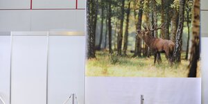 Plakatwand mit röhrendem Hirsch