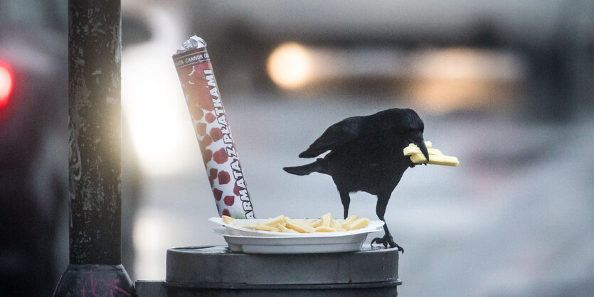 Krähe frisst Pommes mit Majo