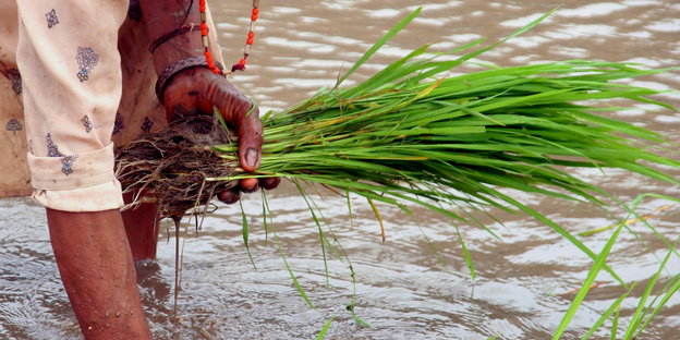 ein Mensch steht im Wasser und hat ein Bündel Reispflanzen in der Hand