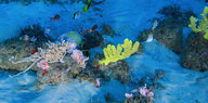 Bunte Korallen und Fische am Meeresboden