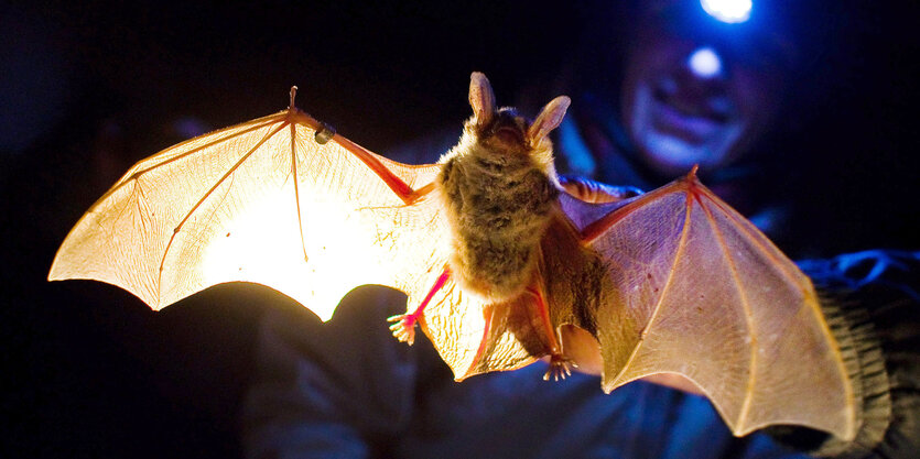 Ein Mann hält eine Fledermaus