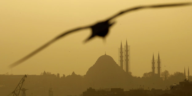 Eine Taube fliegt über Istanbul