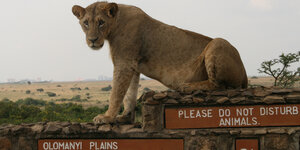 Eine Löwin sitzt auf einer Mauer im Nairobi-Nationalpark. Darunter ein Schild, dass man die Tiere nicht stören soll.