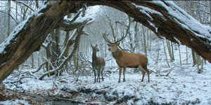 Zwei Hirsche stehen in einem verschneiten Wald